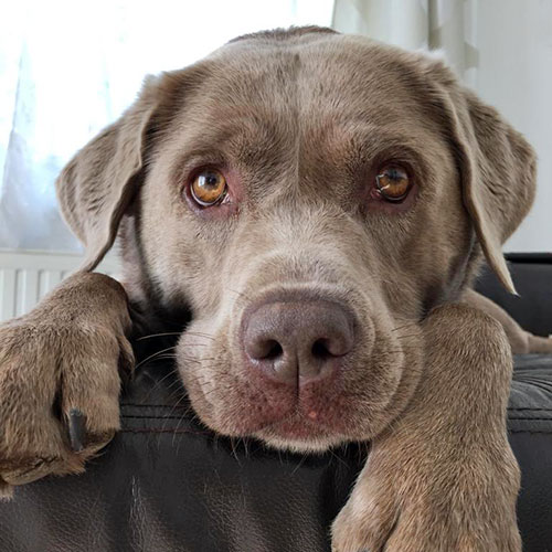 Hunde mitbringen in die Zotter Erlebniswelt
